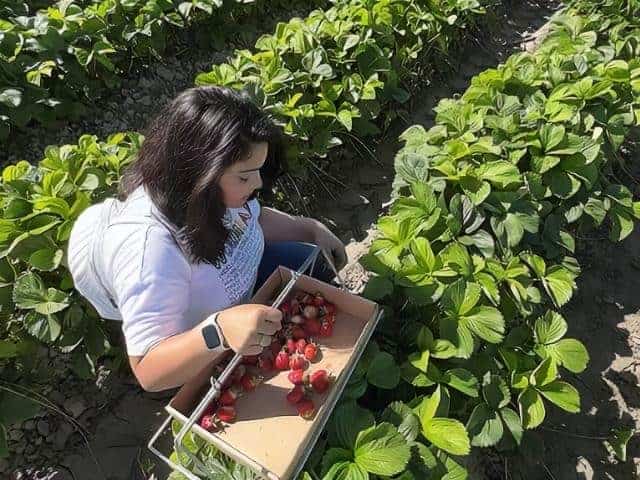 T Berries Avon