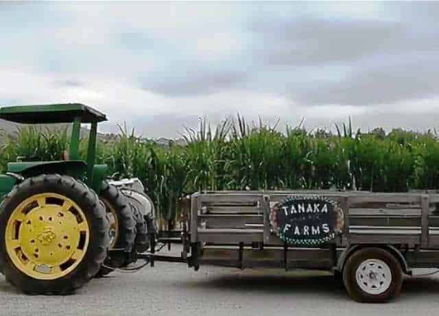 Tanaka Farms