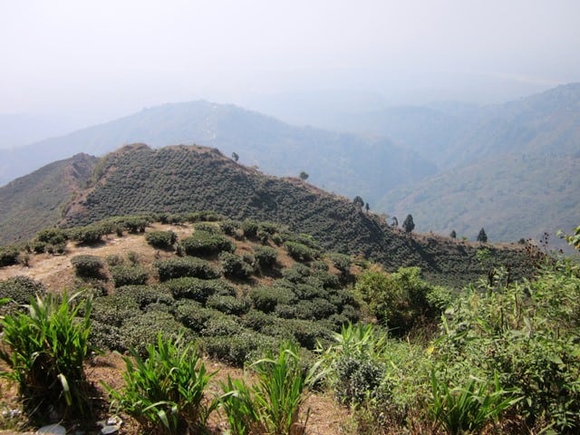tea estate darjeeling sideseen