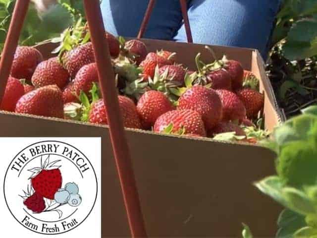 The Berry Patch Forest Lake