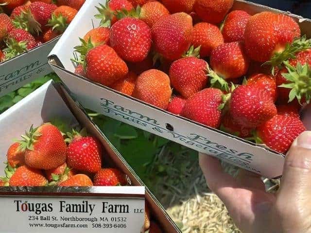 Tougas Family Farm Northborough
