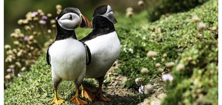 Bird Ireland Puffin Sea Feather Beak Colour
