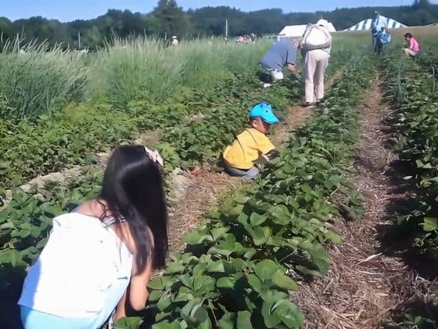 Verrill Farm Concord
