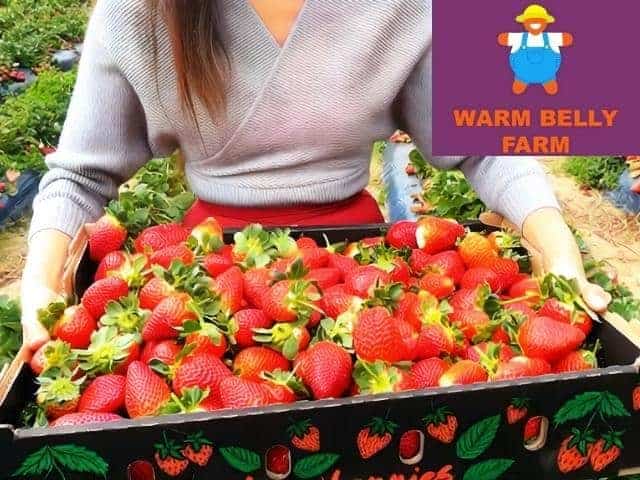 Warm Belly Farm