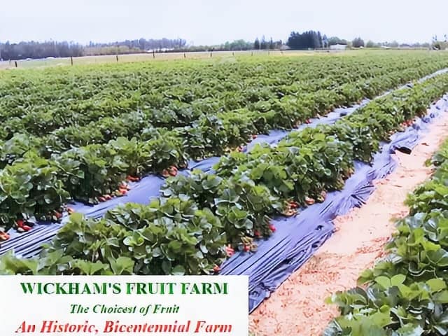Wickhams Fruit Farm Cutchogue NY