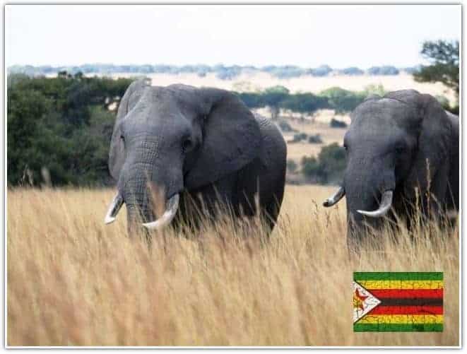 Zimbabwe